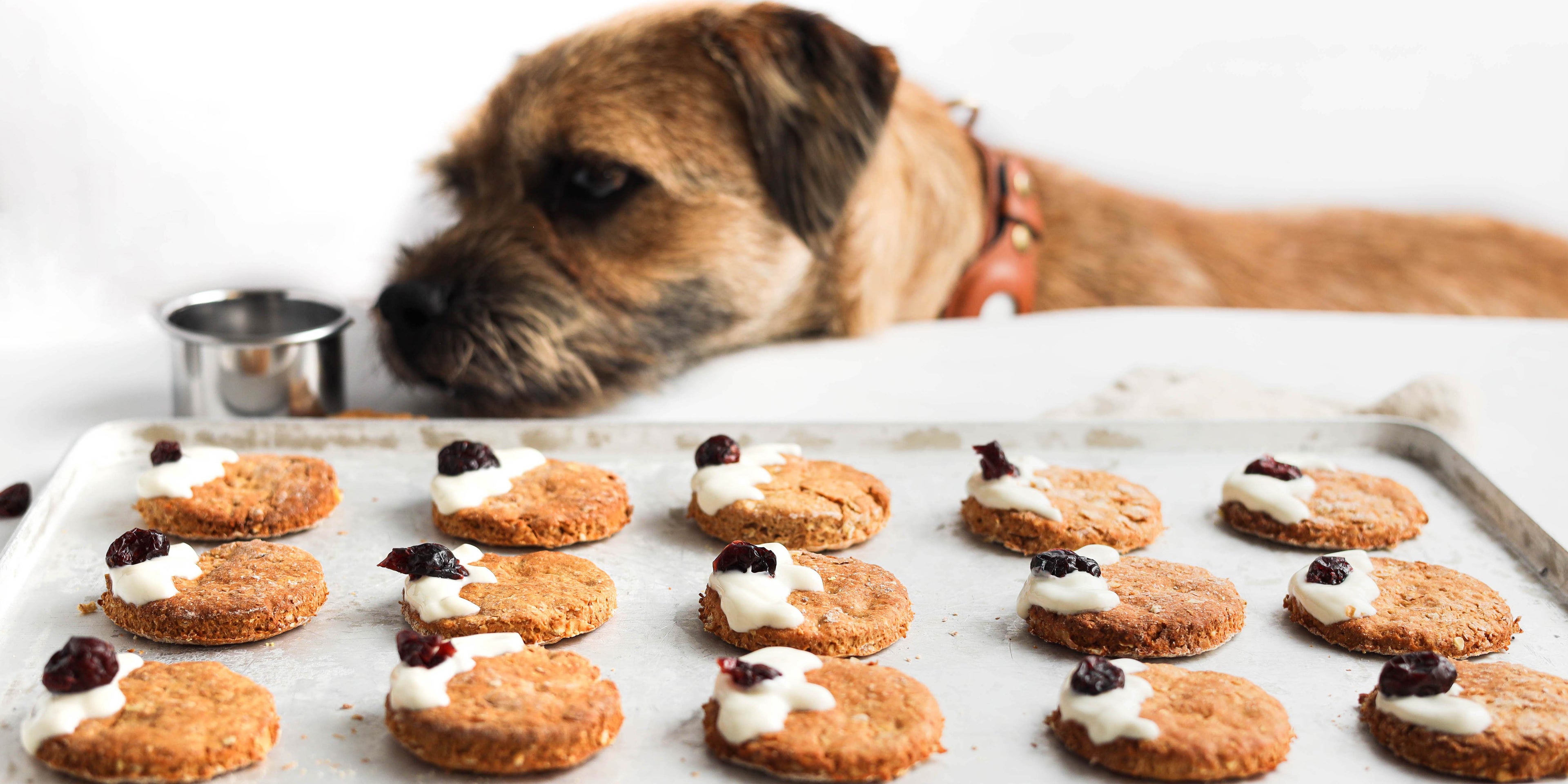 Christmas Pudding Cookie Dog Treats