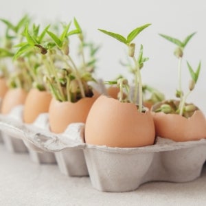 seedlings in egg shells