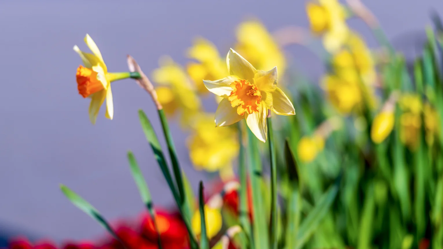 Daffodils in bloom in Co. Kildare, with yellow petals and green stems in soft focus