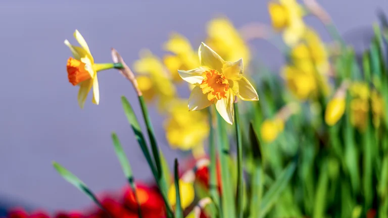 Daffodils in bloom in Co. Kildare, with yellow petals and green stems in soft focus