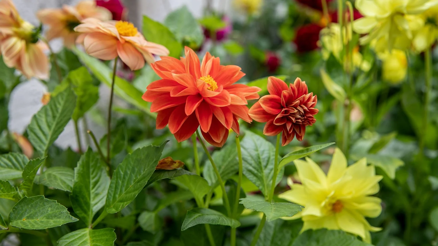 Close-up of colourful blooming flowers in a garden with green foliage