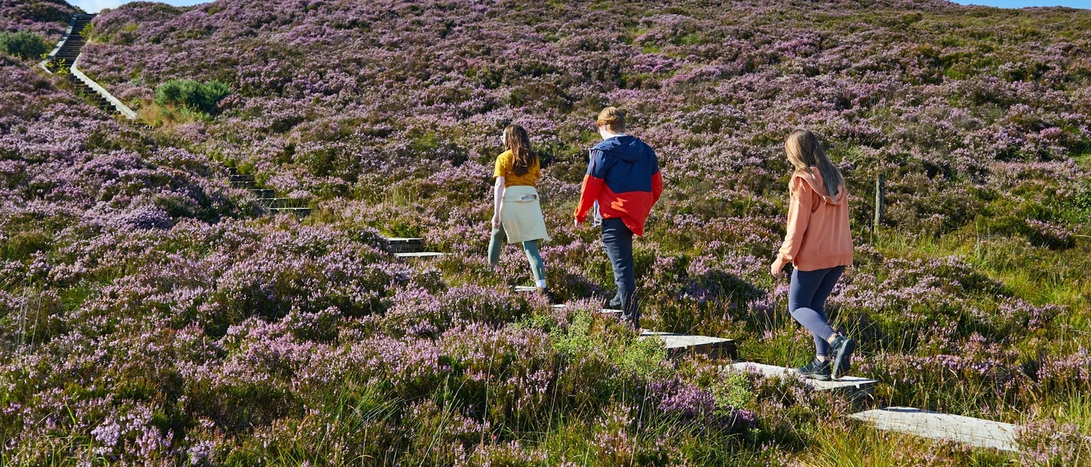 Walkers walk up steps of a boardwalk through a pink heather covered hill.