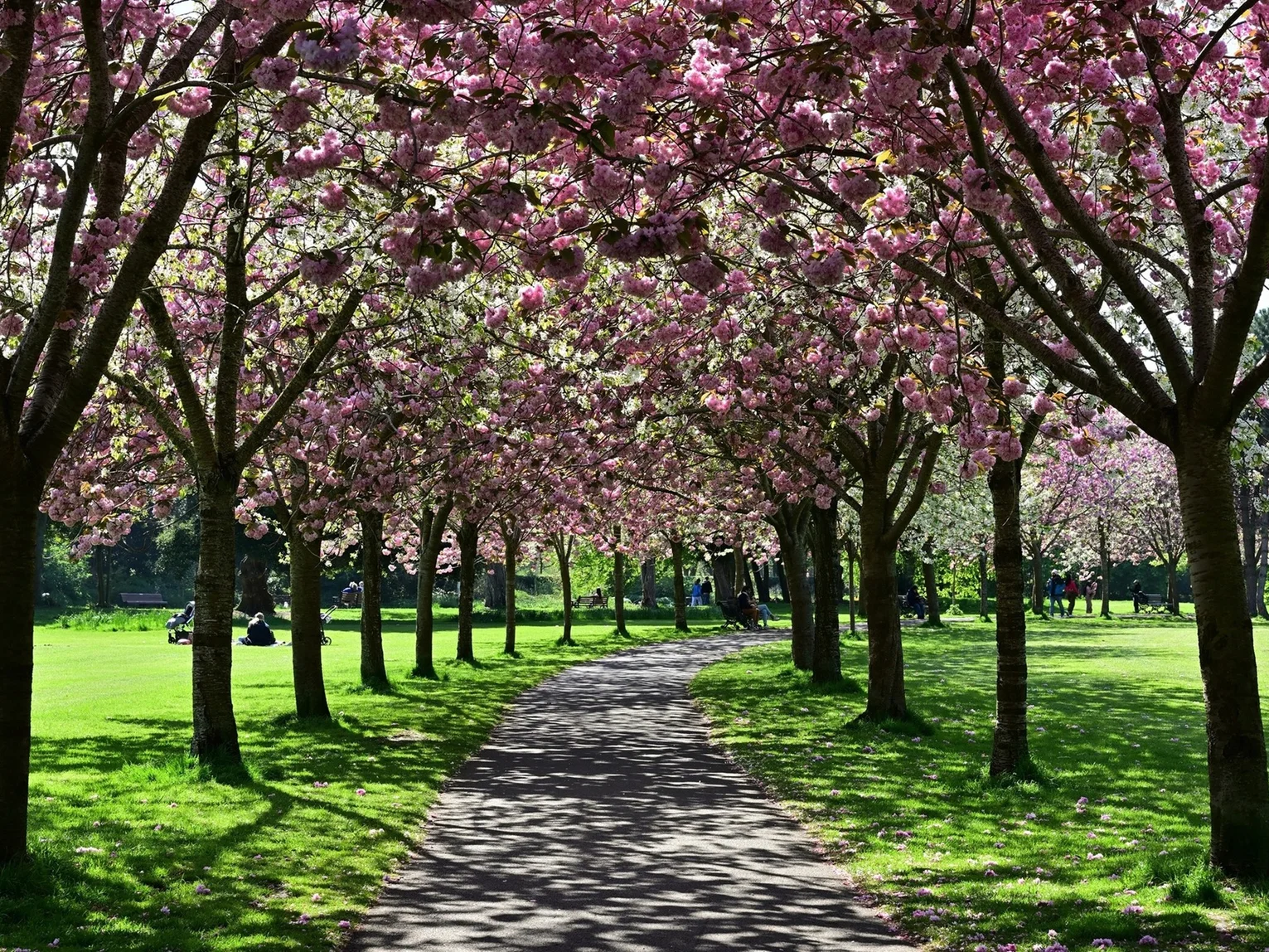 A path lined with pink cherry blossom trees in full bloom in a park.