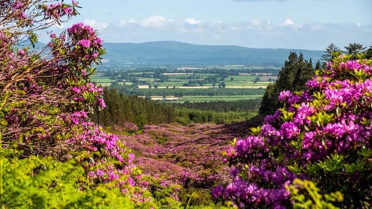 Blooming purple rhododendrons framing a wide green valley and distant hills in the Irish countryside.