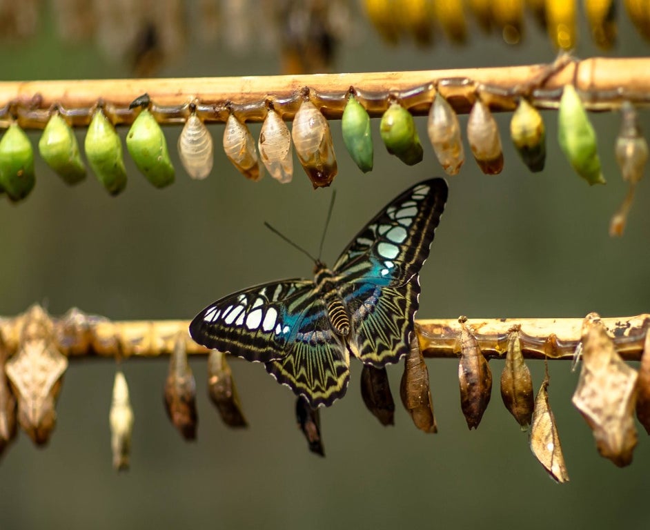 pupae to butterfly