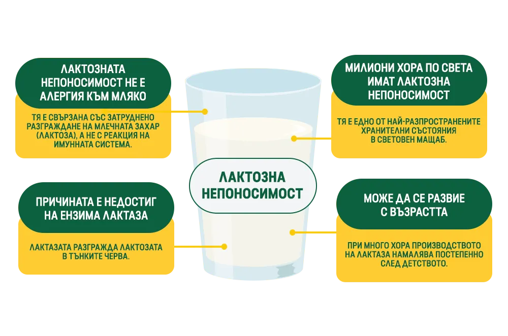 ЛАКТОЗНА НЕПОНОСИМОСТ
Лактозната непоносимост не е алергия към мляко
Тя е свързана със затруднено разграждане на млечната захар (лактоза), а не с реакция на имунната система.
Милиони хора по света имат лактозна непоносимост
Тя е едно от най-разпространените хранителни състояния в световен мащаб.
Причината е недостиг на ензима лактаза
Лактазата разгражда лактозата в тънките черва.
Може да се развие с възрастта
При много хора производството на лактаза намалява постепенно след детството.