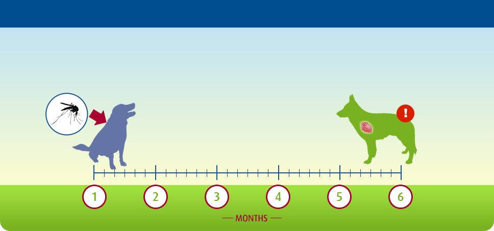 Heartworm slide