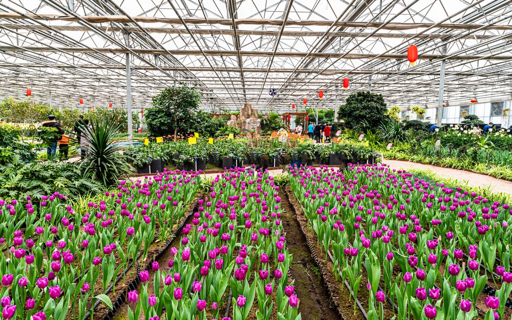 Generic garden centre with rows of tulips and greenery.