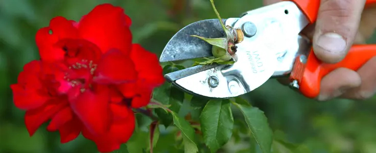 Giardinaggio: potatura delle rose Giardinaggio: potatura delle rose