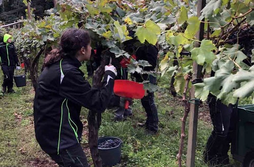 Vendemmia I su pergola: alunna raccoglie grappoli di Cabernet Vendemmia I su pergola: alunna raccoglie grappoli di Cabernet