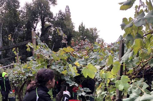 Vendemmia I su pergola: alunna raccoglie grappoli di Cabernet Vendemmia I su pergola: alunna raccoglie grappoli di Cabernet