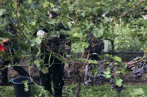 Vendemmia I schiava: alunno raccoglie i grappoli d'uva portati dal capo a frutto carico di grappoli maturi Vendemmia I schiava: alunno raccoglie i grappoli d'uva portati dal capo a frutto carico di grappoli maturi
