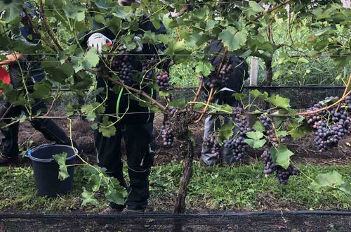 Vendemmia I schiava: alunno raccoglie i grappoli d'uva portati dal capo a frutto carico di grappoli maturi Vendemmia I schiava: alunno raccoglie i grappoli d'uva portati dal capo a frutto carico di grappoli maturi