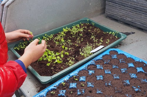 Classe I - attività in serra Laimburg, operazione di picchettaggio: un'alunna, trasferisce con cura le giovani piantine dal plateau di semina al plateau dove avverrà la prima fase di crescita, dettaglio. Classe I - attività in serra Laimburg, operazione di picchettaggio: un'alunna, trasferisce con cura le giovani piantine dal plateau di semina al plateau dove avverrà la prima fase di crescita, dettaglio.