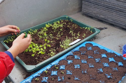 Classe I - attività in serra Laimburg, operazione di picchettaggio: un'alunna, trasferisce con cura le giovani piantine dal plateau di semina al plateau dove avverrà la prima fase di crescita, dettaglio. Classe I - attività in serra Laimburg, operazione di picchettaggio: un'alunna, trasferisce con cura le giovani piantine dal plateau di semina al plateau dove avverrà la prima fase di crescita, dettaglio.