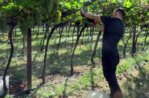 Vendemmia II su pergola: raccolta manuale del grappolo Vendemmia II su pergola: raccolta manuale del grappolo