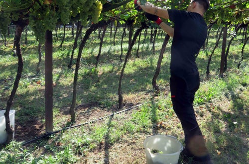 Vendemmia II su pergola: raccolta manuale del grappolo Vendemmia II su pergola: raccolta manuale del grappolo