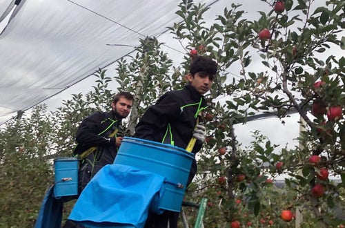 Raccolta I: gli alunni raccolgono mele usando alte scale per raggiungere i frutti Raccolta I: gli alunni raccolgono mele usando alte scale per raggiungere i frutti