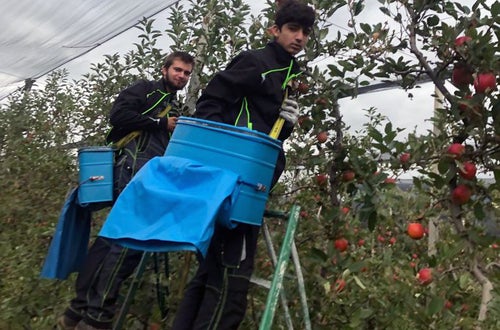 Raccolta I: gli alunni raccolgono mele usando alte scale per raggiungere i frutti Raccolta I: gli alunni raccolgono mele usando alte scale per raggiungere i frutti