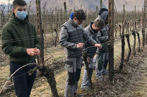 Legatura capo a frutto al filo, alunni classe I lungo il filare - Soini Legatura capo a frutto al filo, alunni classe I lungo il filare - Soini