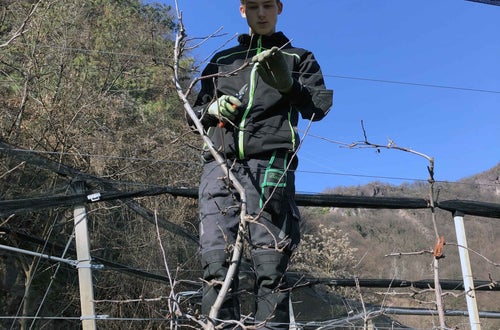 Potatura melo alunno classe II sulla scala - Piglon Potatura melo alunno classe II sulla scala - Piglon