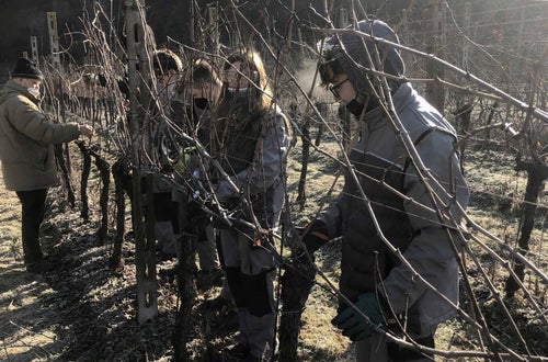 Potatura vite classe I - guyot Soini Potatura vite classe I - guyot Soini