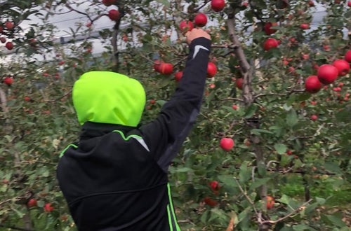 Raccolta mele: alunno di prima raccoglie mele dai rami più bassi dell'albero Raccolta mele: alunno di prima raccoglie mele dai rami più bassi dell'albero