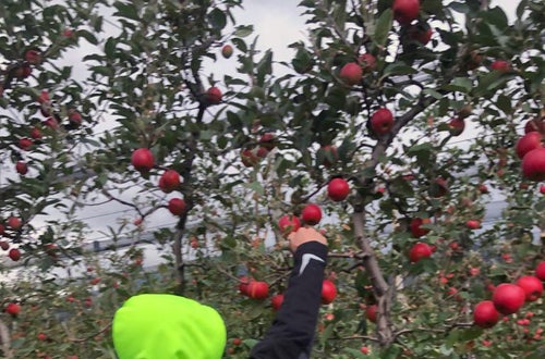 Raccolta mele: alunno di prima raccoglie mele dai rami più bassi dell'albero Raccolta mele: alunno di prima raccoglie mele dai rami più bassi dell'albero