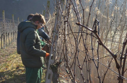 Potatura vite classe III - guyot Soini Potatura vite classe III - guyot Soini