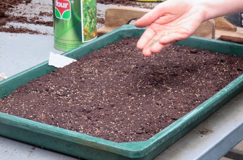 Corso erbe officinali e alimurgiche - lezione pratica: come si fà una semina Corso erbe officinali e alimurgiche - lezione pratica: come si fà una semina