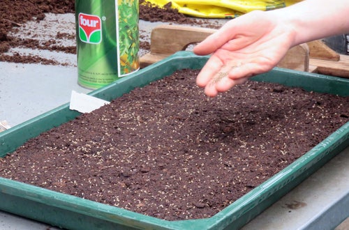 Corso erbe officinali e alimurgiche - lezione pratica: come si fà una semina Corso erbe officinali e alimurgiche - lezione pratica: come si fà una semina