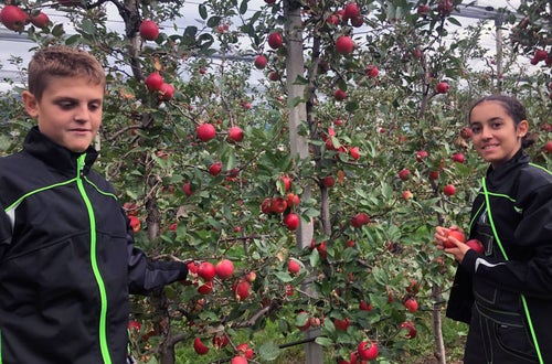 Raccolta I: alunni raccolgono le mele Jaz Raccolta I: alunni raccolgono le mele Jaz