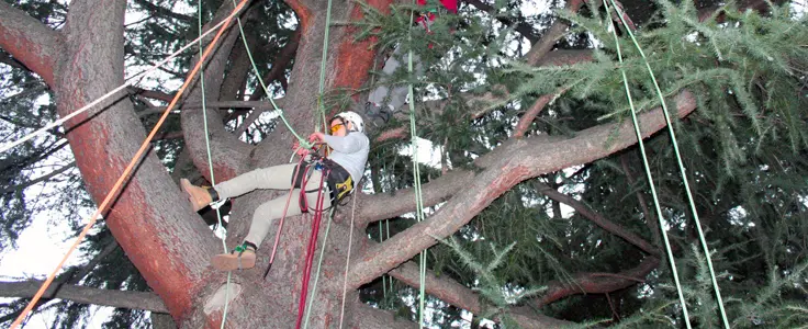 FCLS - tree climbing: esercitazione con funi sull'albero FCLS - tree climbing: esercitazione con funi sull'albero