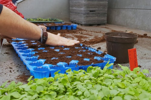 Classe I - attività in serra Laimburg: un alunno riempie il plateau con il terriccio adatto al picchettaggio delle nuove piantine: dettaglio dell'attività Classe I - attività in serra Laimburg: un alunno riempie il plateau con il terriccio adatto al picchettaggio delle nuove piantine: dettaglio dell'attività