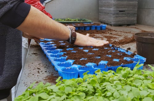 Classe I - attività in serra Laimburg: un alunno riempie il plateau con il terriccio adatto al picchettaggio delle nuove piantine: dettaglio dell'attività Classe I - attività in serra Laimburg: un alunno riempie il plateau con il terriccio adatto al picchettaggio delle nuove piantine: dettaglio dell'attività