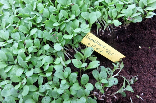 Corso erbe officinali e alimurgiche - giovani piantine in semenzaio Corso erbe officinali e alimurgiche - giovani piantine in semenzaio
