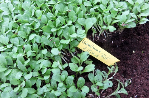 Corso erbe officinali e alimurgiche - giovani piantine in semenzaio Corso erbe officinali e alimurgiche - giovani piantine in semenzaio