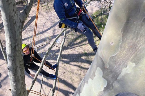 FC corso Tree climbing operatore sospeso in salita con fune FC corso Tree climbing operatore sospeso in salita con fune