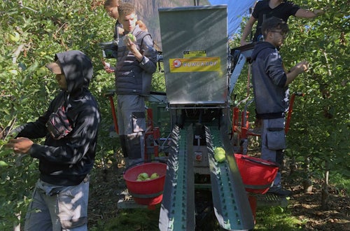 Raccolta mele II: gli alunni all'opera raccolgono mele con il carro raccolta a nastro Raccolta mele II: gli alunni all'opera raccolgono mele con il carro raccolta a nastro