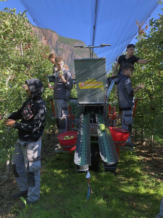Raccolta mele II: gli alunni all'opera raccolgono mele con il carro raccolta a nastro Raccolta mele II: gli alunni all'opera raccolgono mele con il carro raccolta a nastro