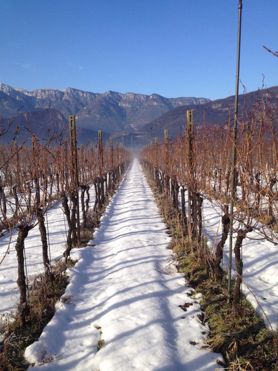 Vigna innevata prima della potatura - Soini Vigna innevata prima della potatura - Soini