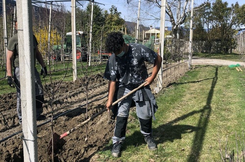 Stage 2021 - lavori nel meleto Stage 2021 - lavori nel meleto