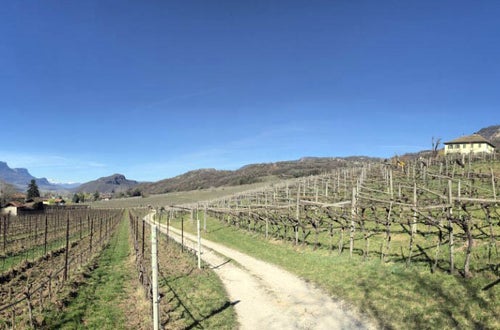 Stage locale: vigneto Stage locale: vigneto