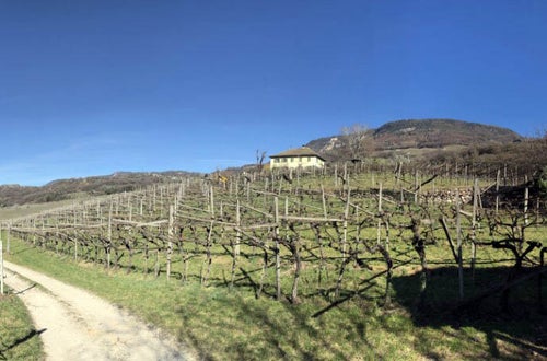 Stage locale: vigneto Stage locale: vigneto