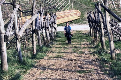 Stage locale: alunno in azienda vitivinicola Stage locale: alunno in azienda vitivinicola