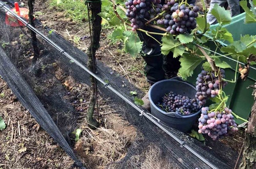 Vendemmia I schiava: dettaglio del taglio del raspo per la raccolta del grappolo Vendemmia I schiava: dettaglio del taglio del raspo per la raccolta del grappolo