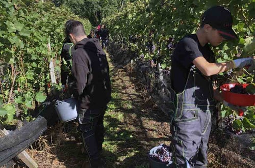 Vendemmia I schiava: alunni lungo il filare raccolgono l'uva Vendemmia I schiava: alunni lungo il filare raccolgono l'uva