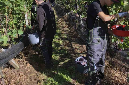 Vendemmia I schiava: alunni lungo il filare raccolgono l'uva Vendemmia I schiava: alunni lungo il filare raccolgono l'uva