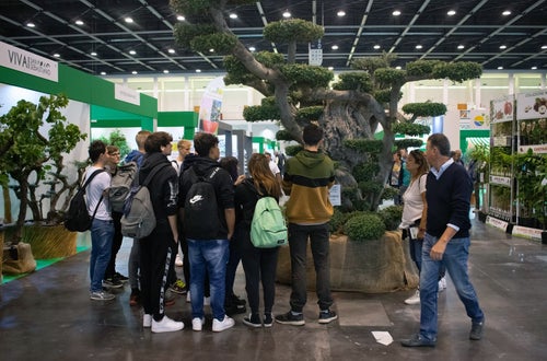 Flomart: Bonsai gigante viene ammirato da un gruppo di alunni Flomart: Bonsai gigante viene ammirato da un gruppo di alunni