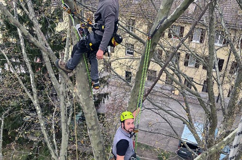 FC corso Tree climbing operatori in cima all'albero, salita con funi FC corso Tree climbing operatori in cima all'albero, salita con funi